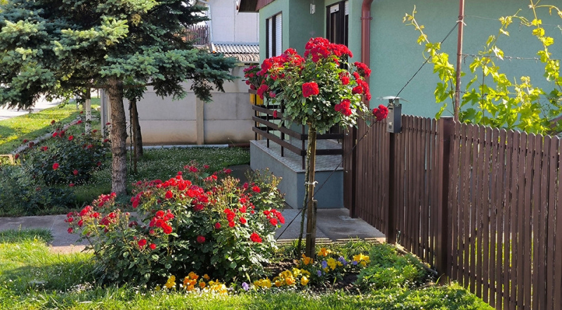 Розы в ландшафтном дизайне: советы по выбору, расположению и 54 вдохновляющих фото